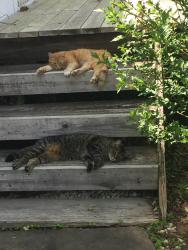 Lost Male Cat last seen The corner of Herron Cove & Stoney Knob Rd, Weaverville, NC 28787