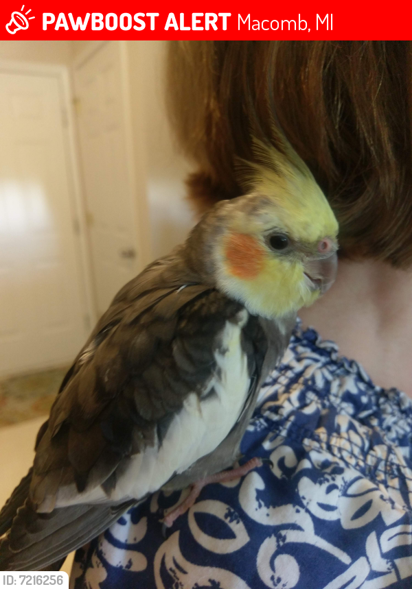 Lost Male Bird last seen 26 Mile and Romeo Plank Macomb Township area, Macomb, MI 48042