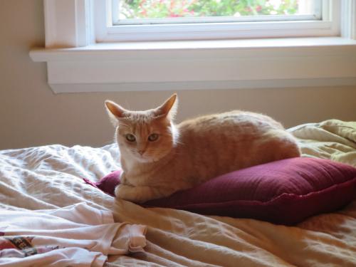 Lost Female Cat last seen Robina Ave and Jesmond Ave, Toronto, ON M6C