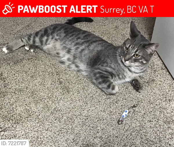 Lost Male Cat last seen 10th Avenue & McNally Creek, Surrey, BC V4A 9T8
