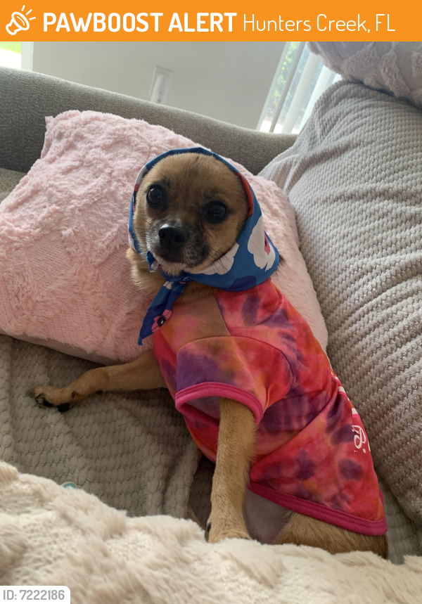 Found/Stray Female Dog last seen at the hunters creek starbucks, Hunters Creek, FL 32837