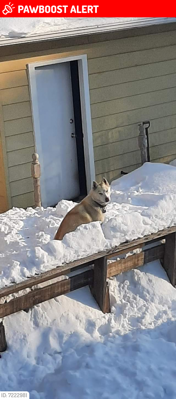 Lost Female Dog last seen Near Miller Ave. South Chicago Hts., Il, South Chicago Heights, IL 60411
