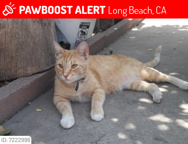 Lost Male Cat last seen cross streets are Artesia Blvd and Atlantic Ave. went missing behind the Golden State Humane Society Animal vet building, Long Beach, CA 90805