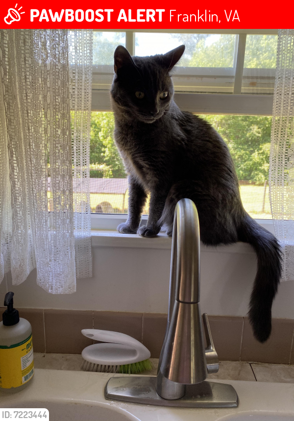 Lost Female Cat last seen Ouality Inn in Armory Dr, Franklin, VA 23851