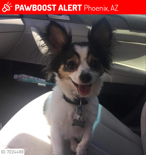 Lost Female Dog last seen 104th Ave & Broadway , Phoenix, AZ 85353
