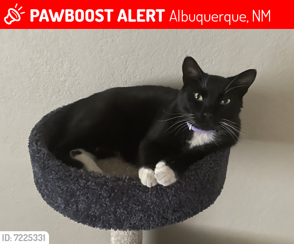 Lost Male Cat last seen Juan Tabo & Menaul, Albuquerque, NM 87112