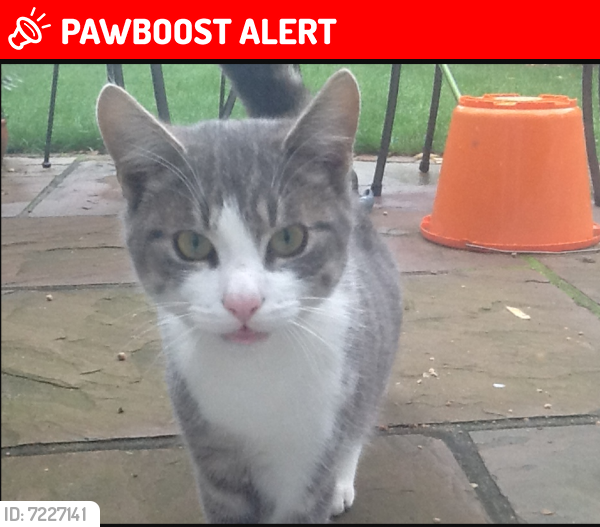 Lost Male Cat last seen Valentines Park, Greater London, England IG1