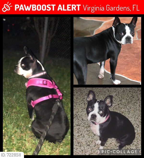Lost Female Dog last seen Virginia gardens police station , Virginia Gardens, FL 33166