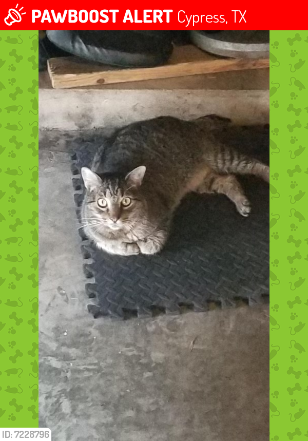 Lost Female Cat last seen Nolan River way, Cypress, TX 77433