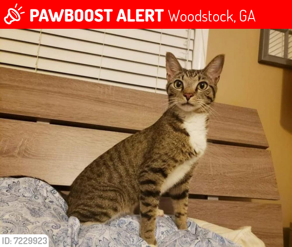 Lost Male Cat last seen Silver Brook Dr, Woodstock, GA 30188
