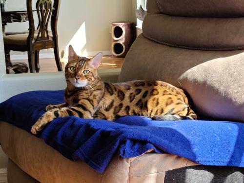 Lost Male Cat last seen 34th Ave NW 44th street , Cape Coral, FL 33993