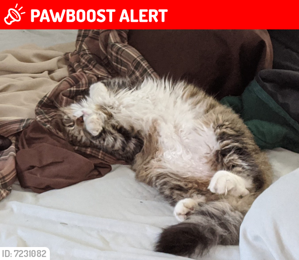 Lost Male Cat last seen 335th Street near Cedar River, Blooming Prairie Township, MN 55917