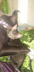 Reunited Male Cat last seen Lakeside landing apmts, Tacoma, WA 98465