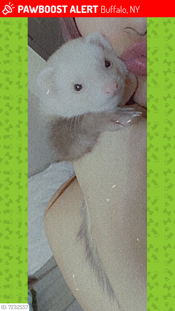 Buffalo, NY Lost Female Ferret, Nezuko Is Missing PawBoost