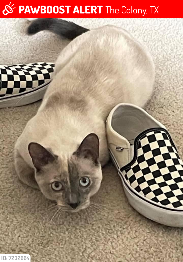 Lost Female Cat last seen Norris// Westwood ln., The Colony, TX 75056