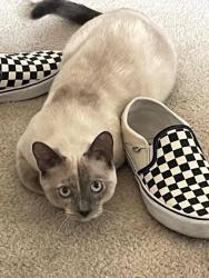 Lost Female Cat last seen Norris// Westwood ln., The Colony, TX 75056
