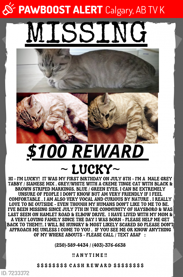 Lost Male Cat last seen Heritage Drive Southwest & Elbow Drive Southwest, Calgary, AB, Canada, Calgary, AB T2V 1K6