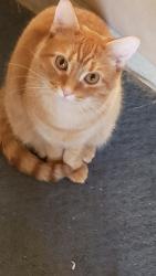 Lost Male Cat last seen Bourbon hills drive , Bourbon County, KY 40361