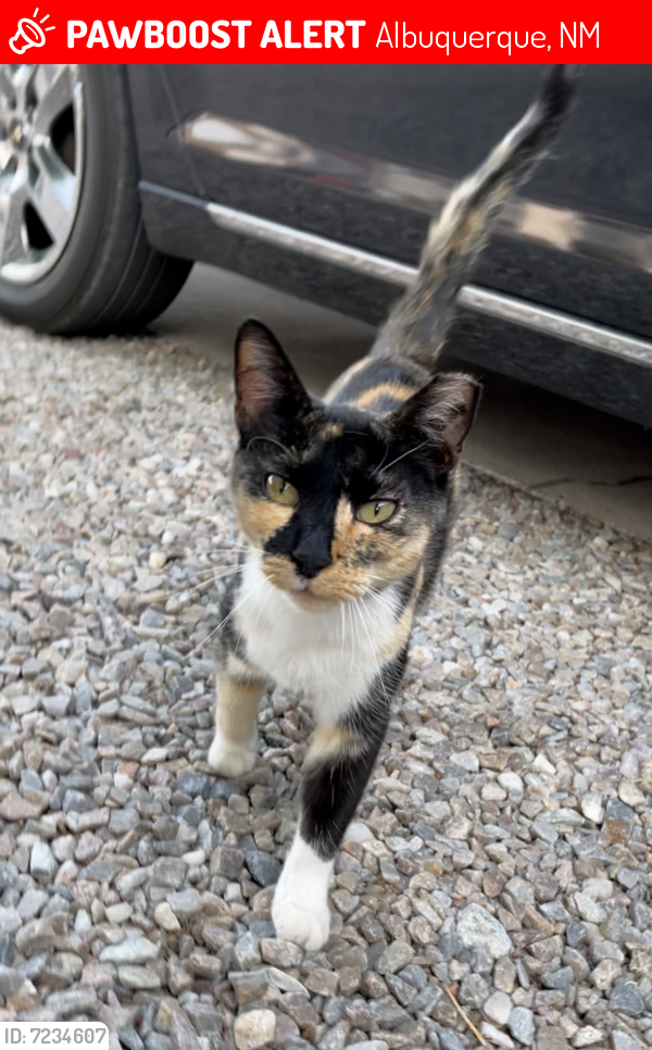 Lost Female Cat last seen Near Florida Street Southeast, Albuquerque, NM, USA, Albuquerque, NM 87108