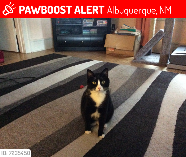Lost Male Cat last seen Near Cannon Road Southwest, Albuquerque, NM, USA, Albuquerque, NM 87105