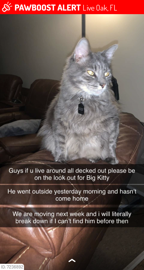 Lost Male Cat last seen Near Ruby Street Northeast, Live Oak, FL, USA, Live Oak, FL 32064