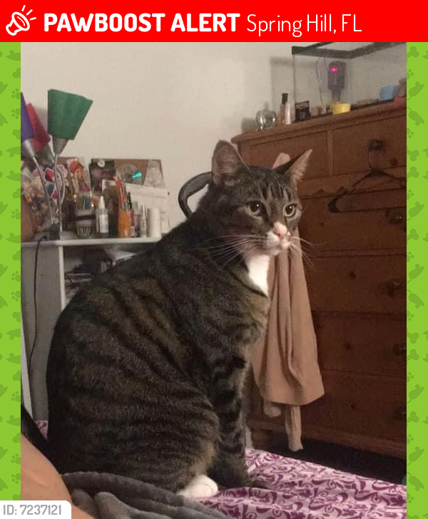 Lost Male Cat in Spring Hill, FL 34608 Named Earnest (ID 7237121