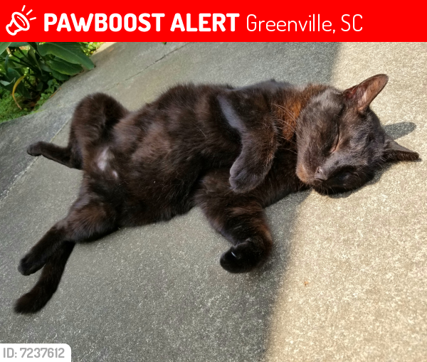 Lost Male Cat last seen Miller Road, Greenville, SC, USA, Greenville, SC 29681