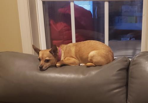 Lost Female Dog last seen Olive School Road, Knoxville, MD, USA, Frederick County, MD 21758