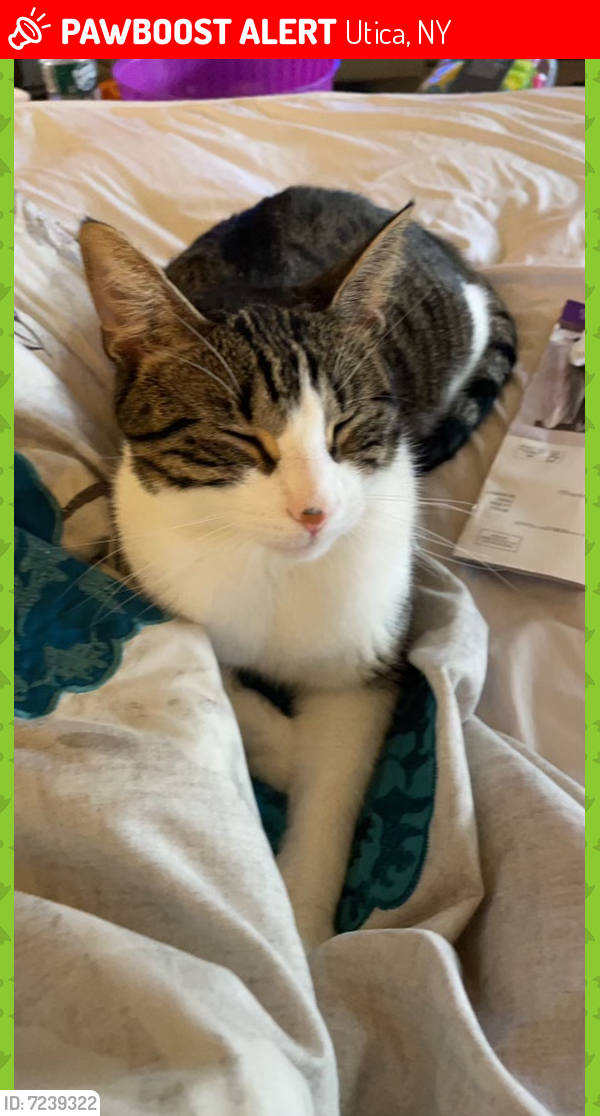 Lost Male Cat in Utica, NY 13501 Named Boots (ID 7239322) PawBoost
