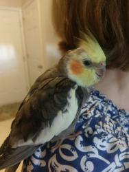 Lost Male Bird last seen 26 Mile and Romeo Plank Macomb Township area, Macomb, MI 48042