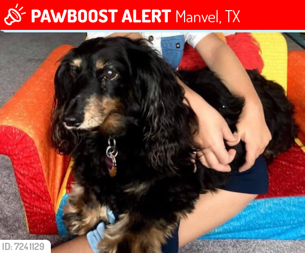 Lost Female Dog last seen Carmel Chase Court, Manvel, TX, USA, Manvel, TX 77578