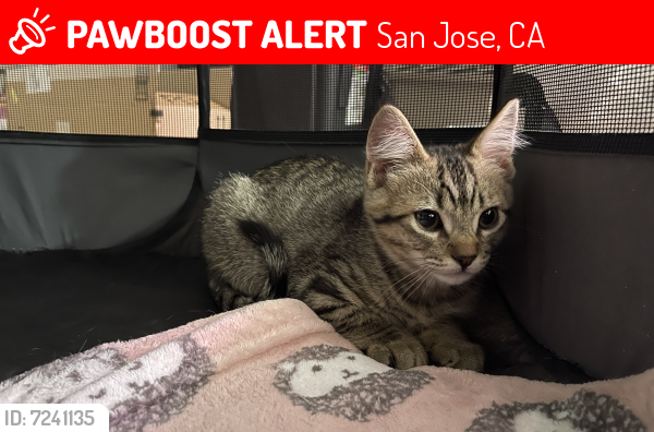 Lost Female Cat last seen Near Saratoga Avenue, San Jose, CA, USA, San Jose, CA 95129