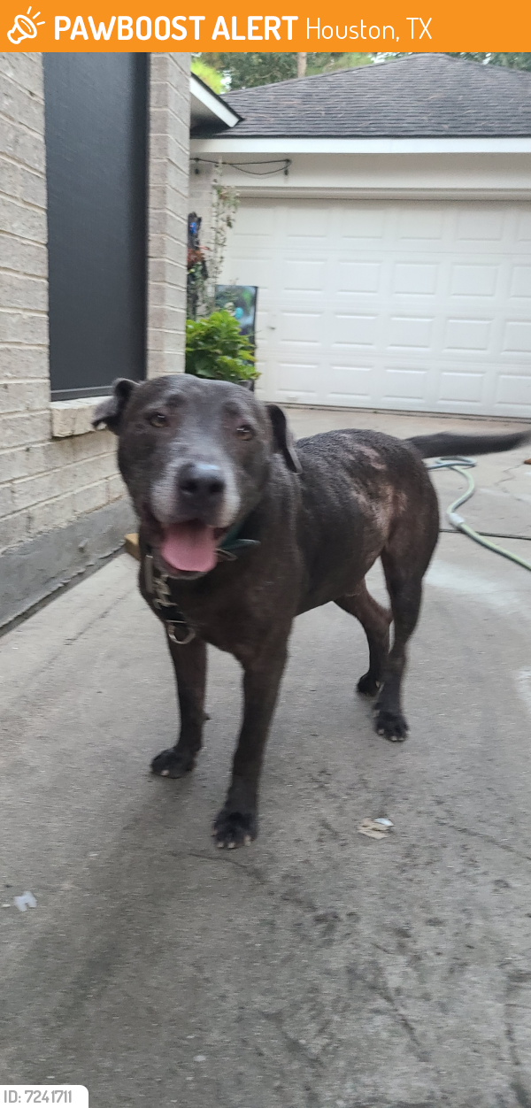 Found/Stray Male Dog last seen Copper Shore Drive, Houston, TX, USA, Houston, TX 77095