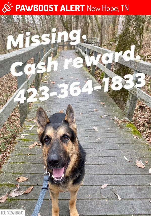 Lost Male Dog last seen Near Long Island Road, New Hope, TN, USA, New Hope, TN 37380