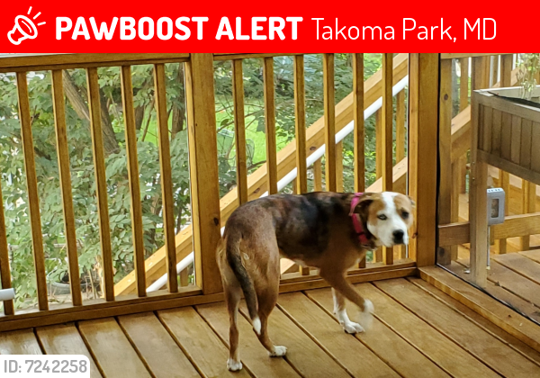 Deceased Female Dog last seen Takoma Park, MD, USA, Takoma Park, MD 20912