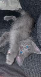Reunited Male Cat last seen Near Southeast Causey Avenue, Happy Valley, OR, USA, Happy Valley, OR 97086
