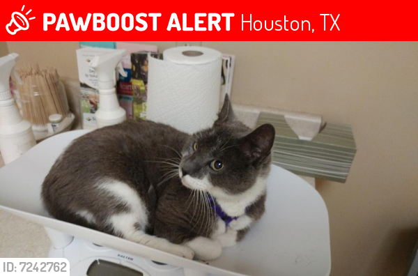 Lost Male Cat last seen High Star Drive & Carnelian Drive, Houston, TX, USA, Houston, TX 77072