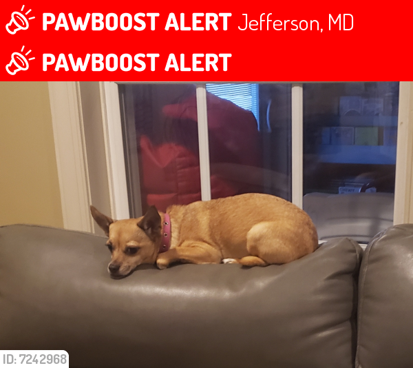 Lost Female Dog last seen Near Marketree Court, Jefferson, MD 21755