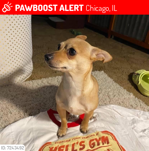 Lost Female Dog last seen Near S Ave M, Chicago, IL, USA, Chicago, IL 60617
