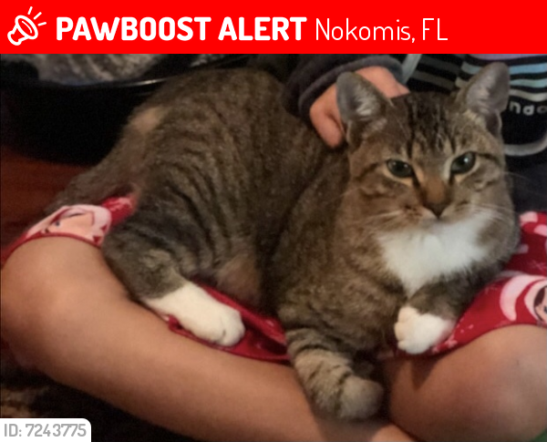 Lost Female Cat last seen Near Shore Road, Nokomis, FL, USA, Nokomis, FL 34275