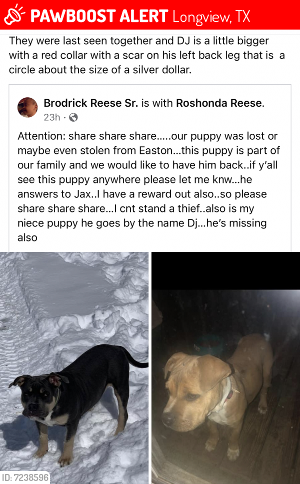 Lost Male Dog last seen Near Reeses Lane, Longview, TX, USA, Longview, TX 75603