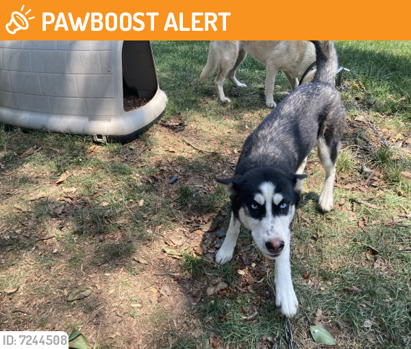 Rehomed Female Dog last seen Pine Street, Spartanburg, SC, USA, Spartanburg County, SC 29301