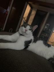 Lost Male Cat last seen 2N266 Highland Avenue, Glen Ellyn, IL, USA, Glen Ellyn, IL 60137