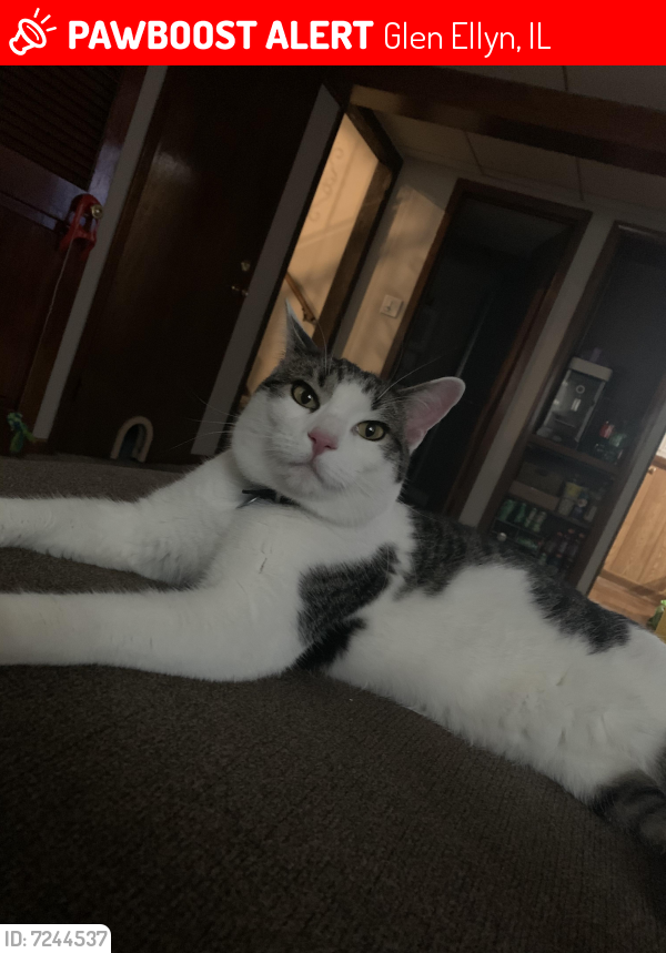 Lost Male Cat last seen 2N266 Highland Avenue, Glen Ellyn, IL, USA, Glen Ellyn, IL 60137