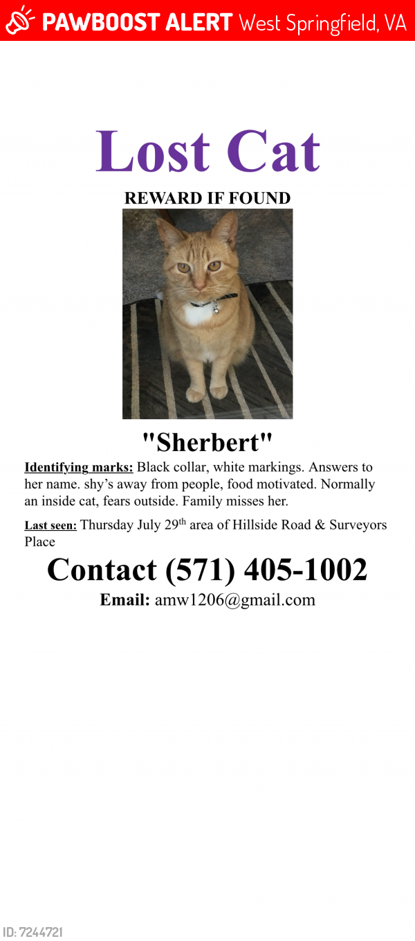 Lost Female Cat last seen Hillside Road, West Springfield, VA, USA, West Springfield, VA 22152