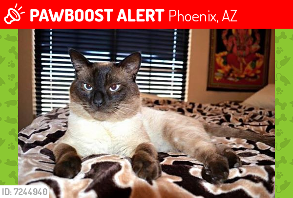 Lost Male Cat last seen Near N 4th Avenue, Phoenix, AZ 85023