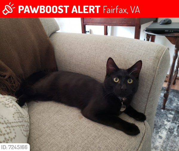 Lost Male Cat last seen Near Christopher Street, Fairfax, VA, USA, Fairfax, VA 22031