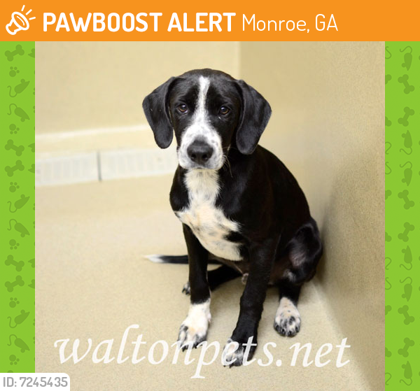 Rehomed Male Dog last seen Blasingame Road, Monroe, GA, USA, Monroe, GA 30655