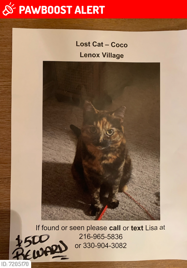 Lost Female Cat in Montrose-Ghent, OH 44333 Named Coco (ID: 7205170 ...