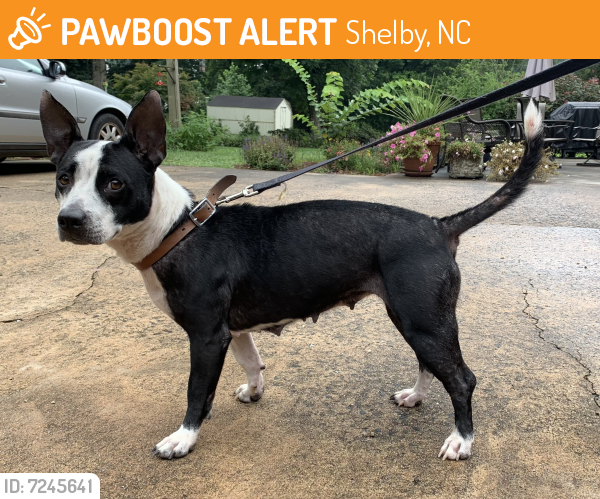 Rehomed Female Dog last seen West Dixon Boulevard, Shelby, NC, USA, Shelby, NC 28150